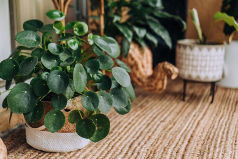 Pilea Peperomioides Houseplant