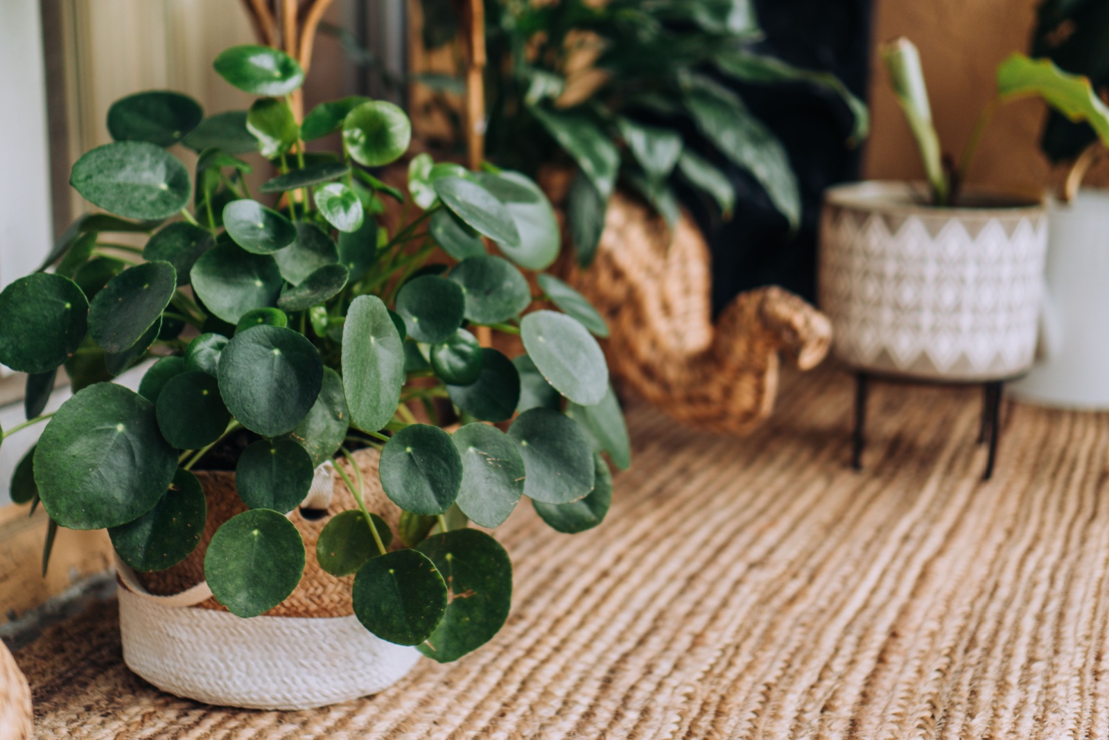 One Houseplant Mistake To Avoid This Fall In Michigan
