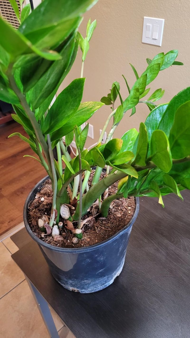 Stop Overwatering As Daylight Decreases