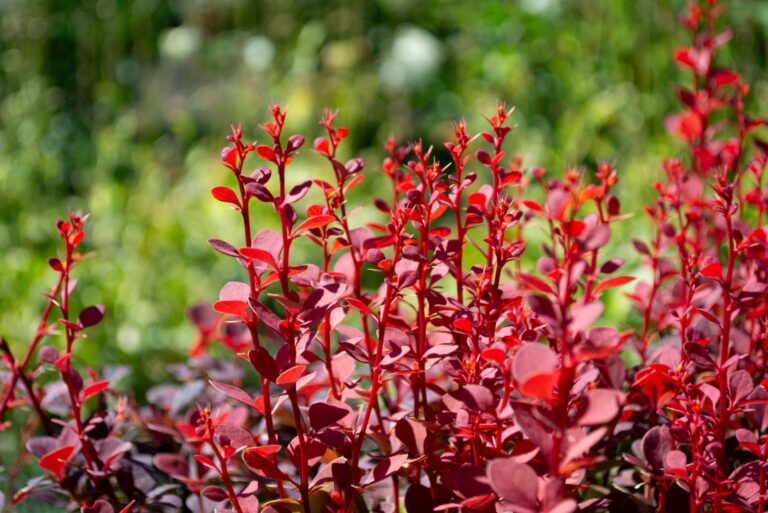 japanese barberry