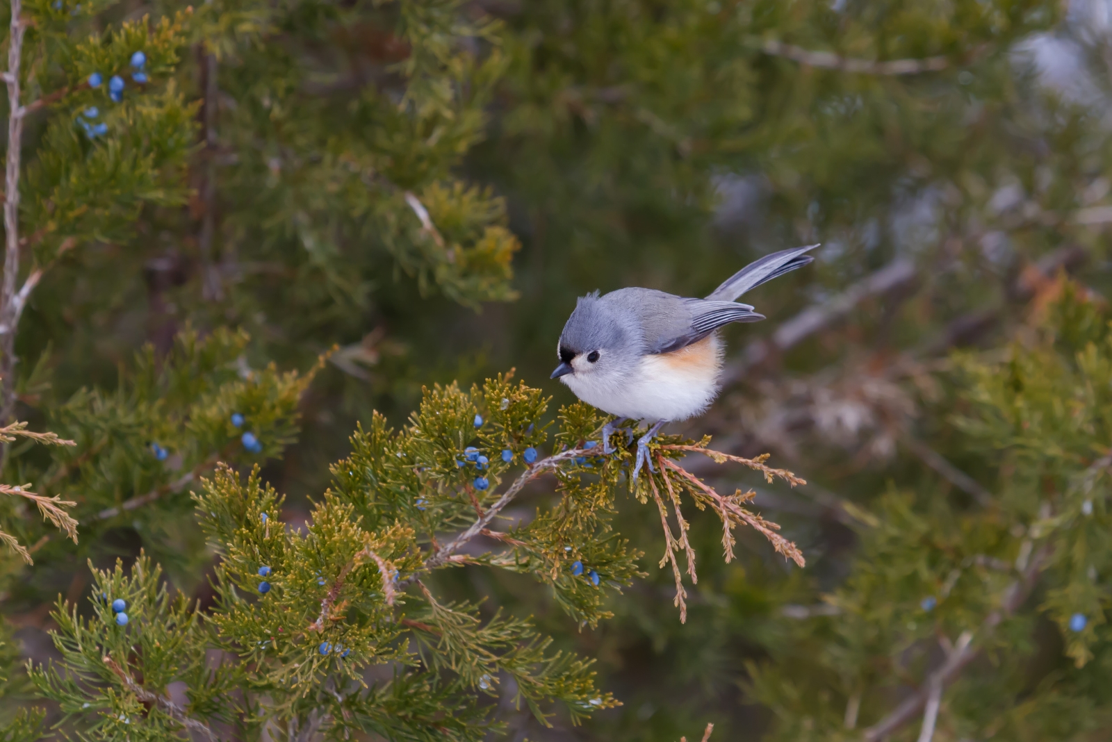 One Tree That Brings Bees And Birds To Rhode Island This October