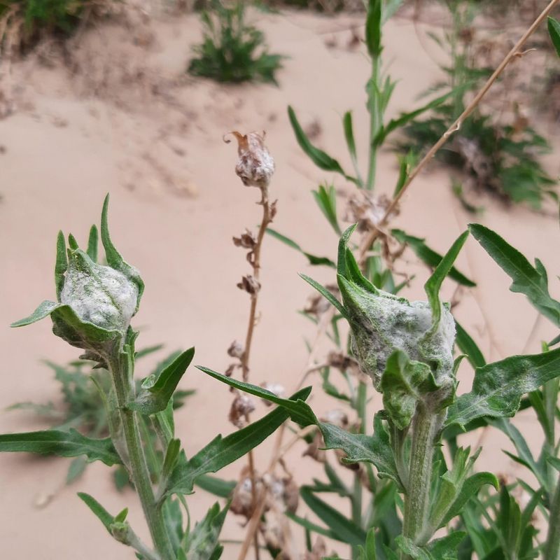 Invasive Knapweed Species
