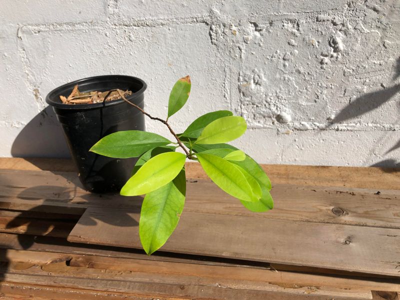Coca Plants
