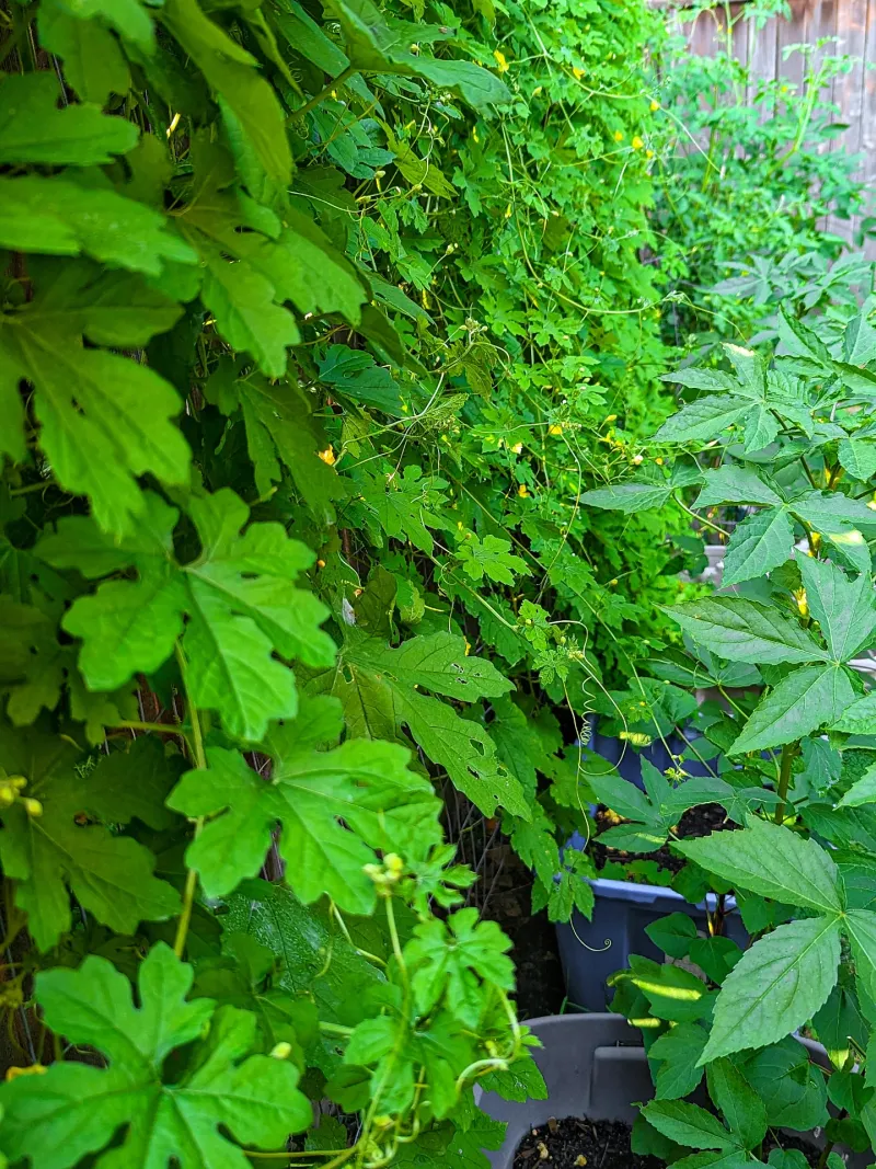 Ivy Gourd