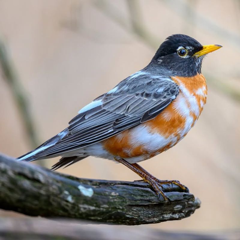 American Robin