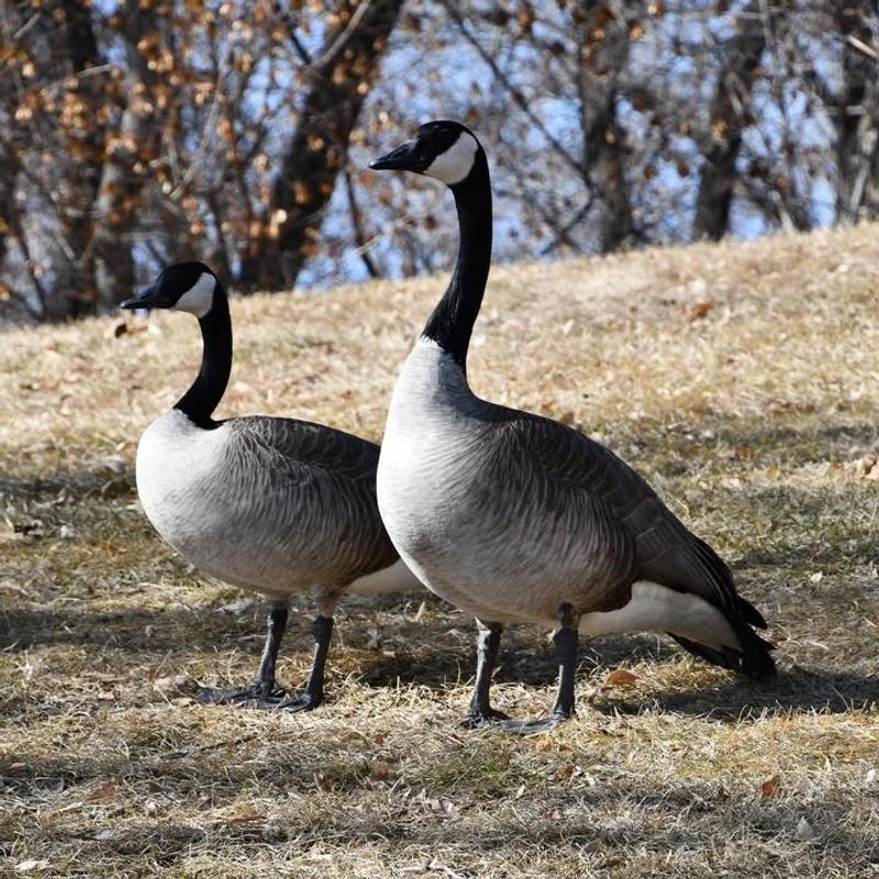 Canada Goose