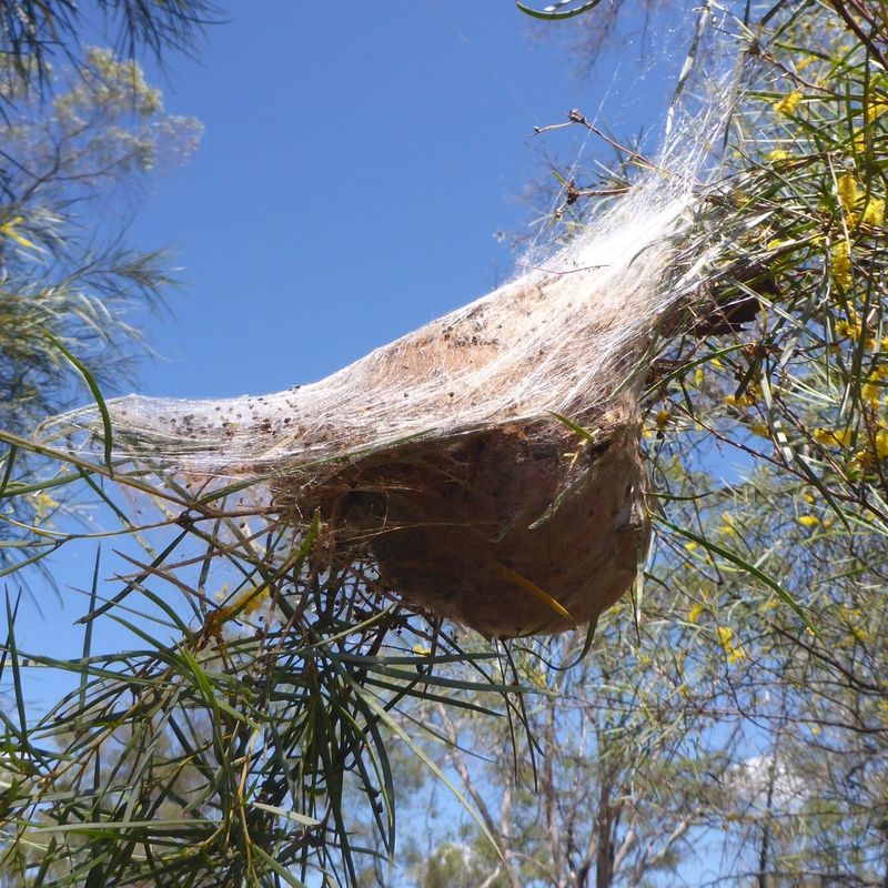 Identifying What Lives Inside Your Tree