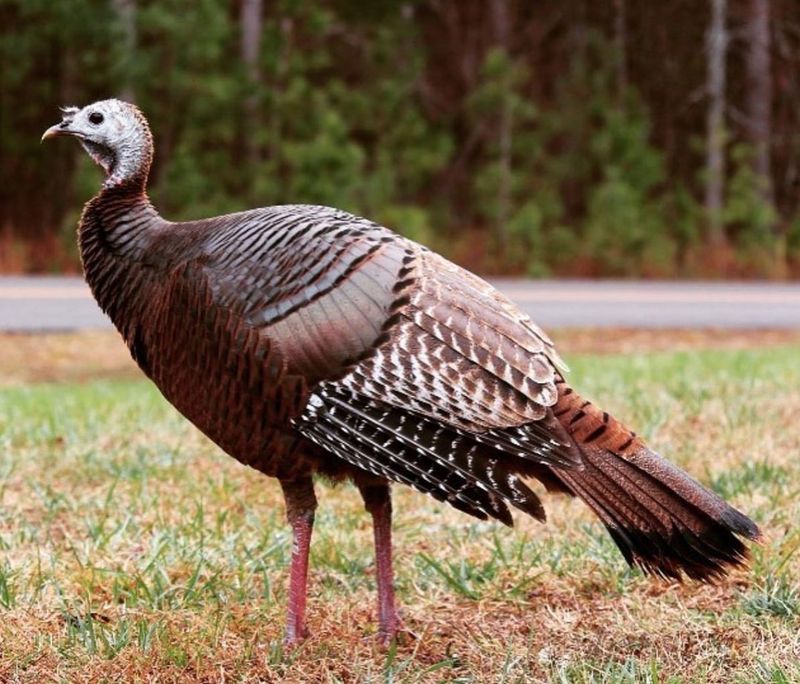 Wild Turkey