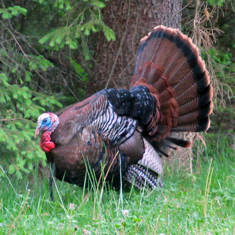 Wild Turkeys