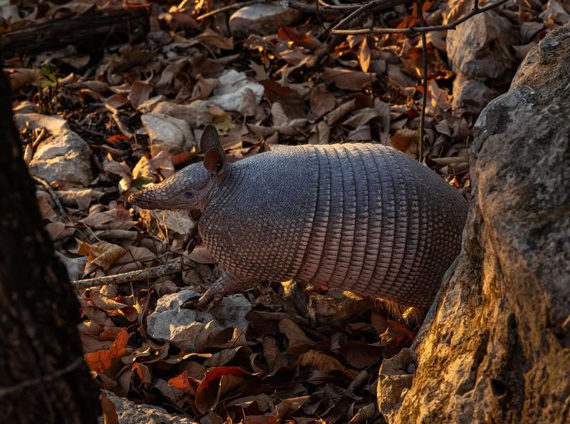 Armadillos