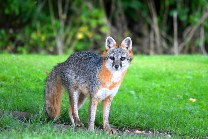 Gray Foxes