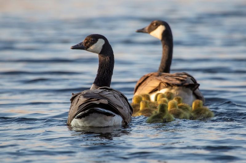 Canadian Geese