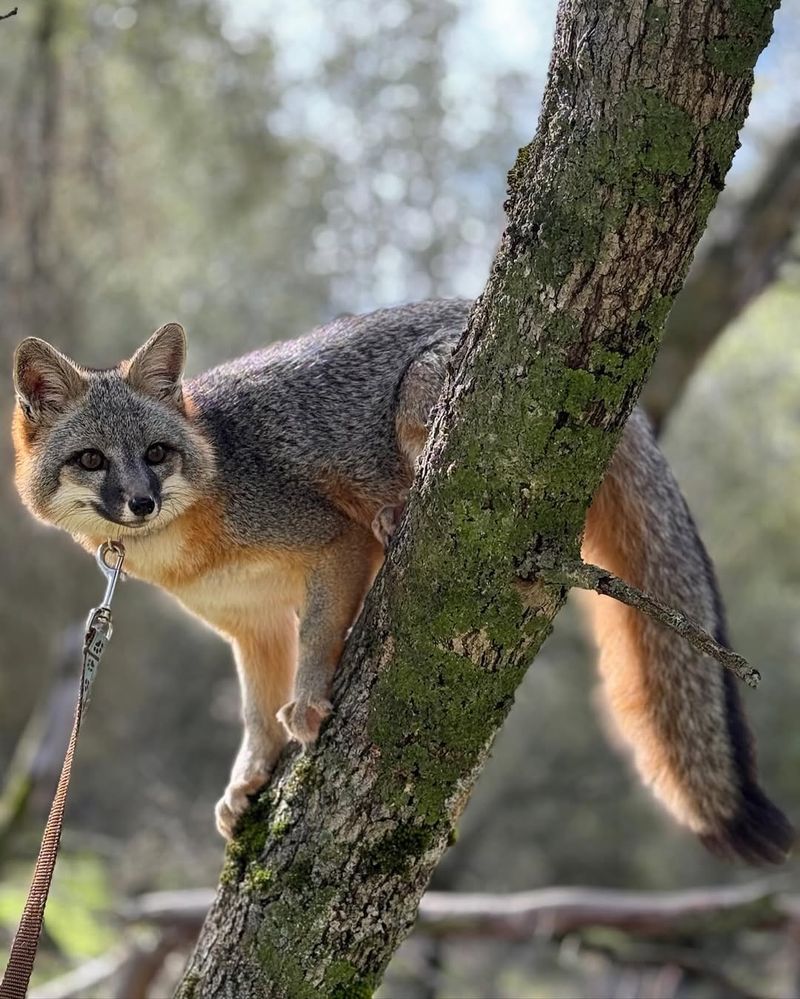 Gray Foxes