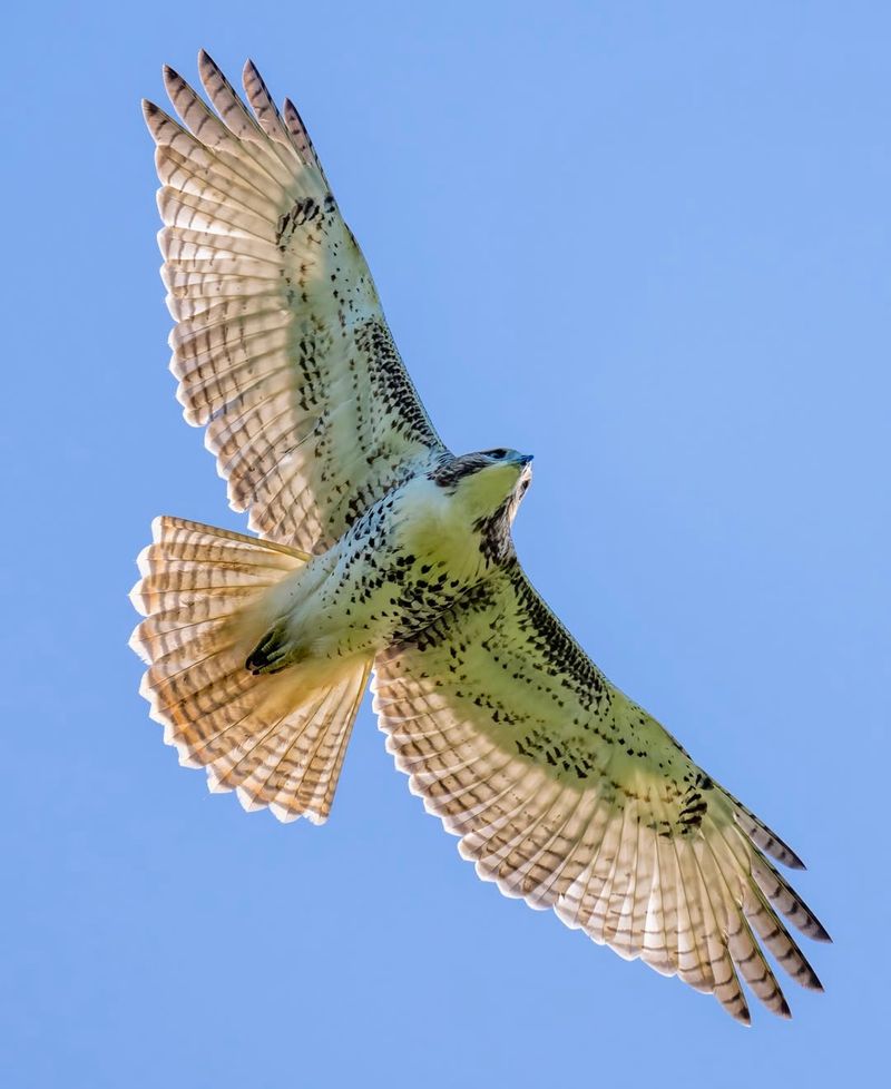Soaring Red-Tailed Hawks