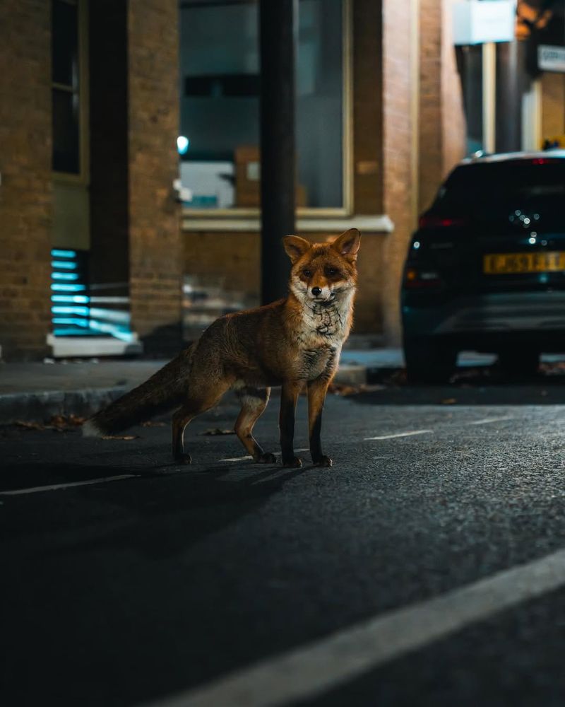 Urban Foxes Navigating Residential Streets