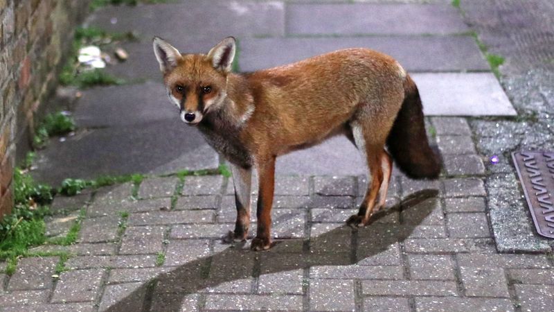 Urban Foxes Roaming Residential Streets