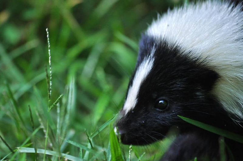 Skunks Make Themselves At Home