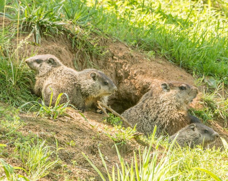 Groundhogs Digging Under Structures