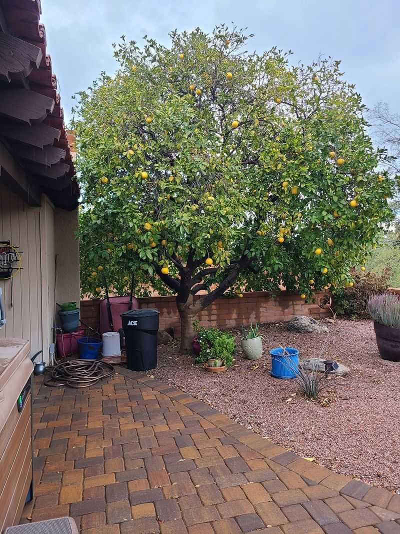Grapefruit