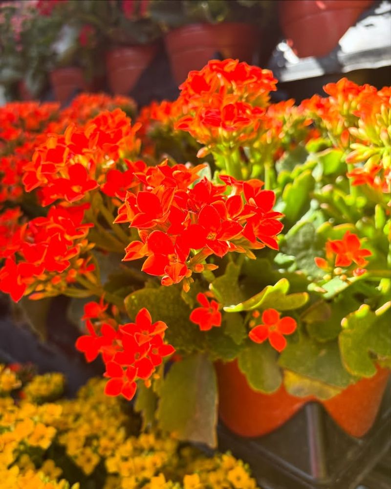 Kalanchoe