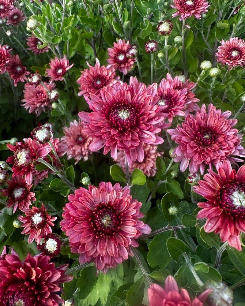 Chrysanthemums