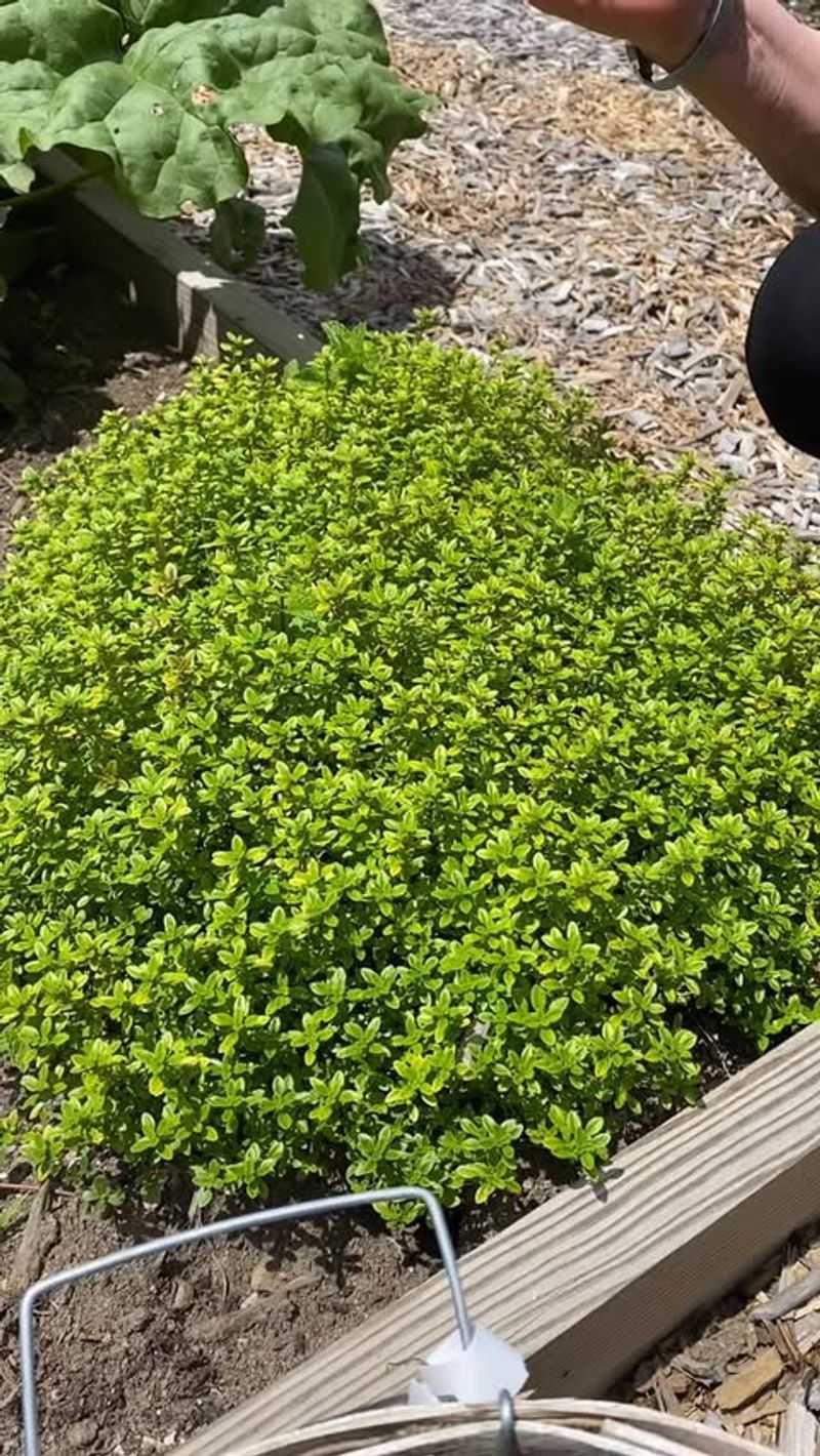 Thyme