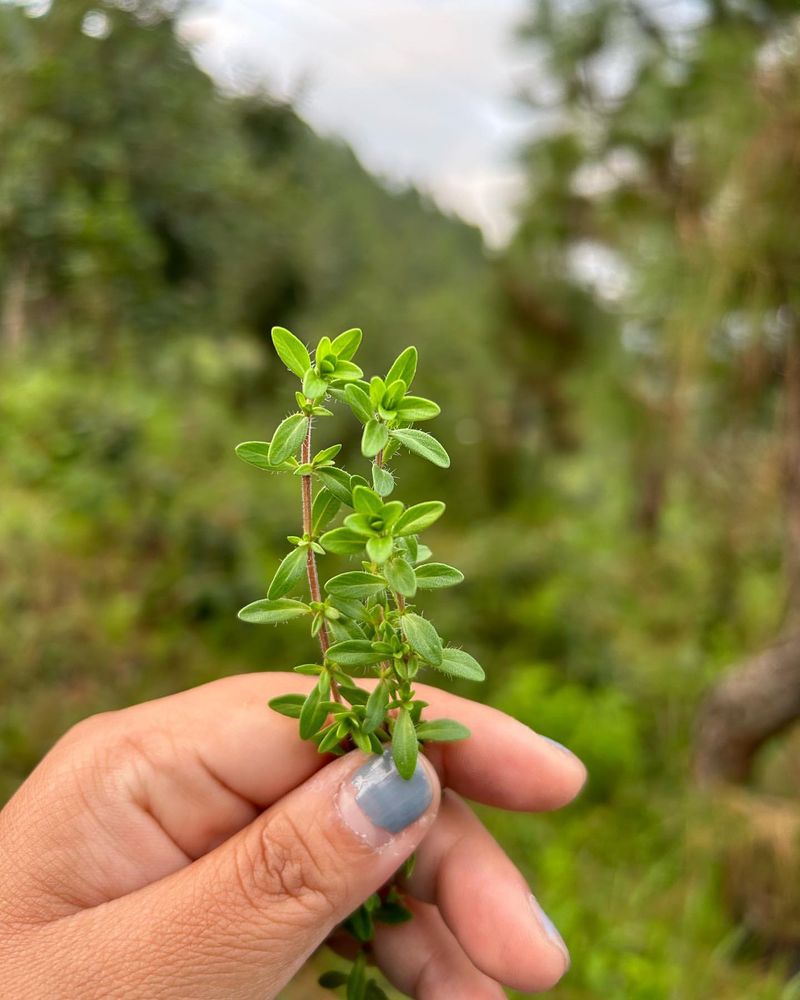 Thyme