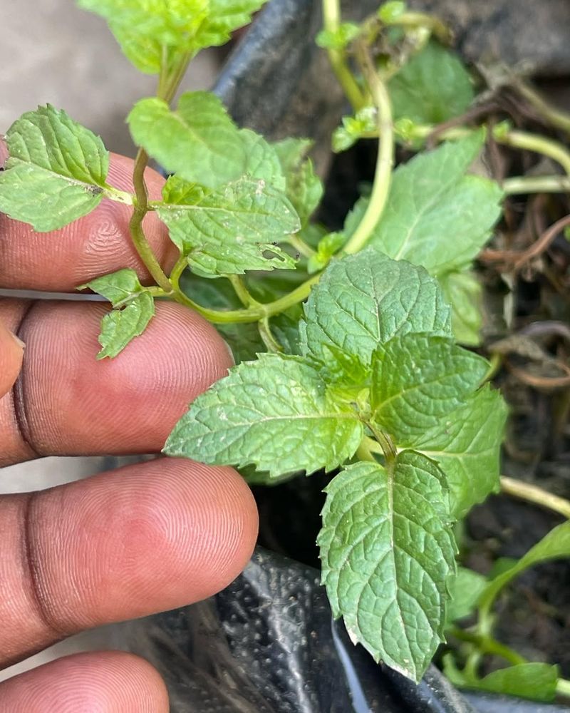 Mint Varieties