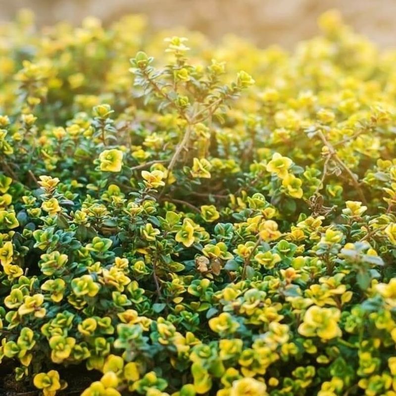 Thyme