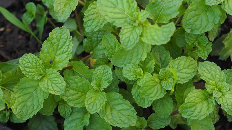 Mint Spreads Easily And Survives Idaho Winters