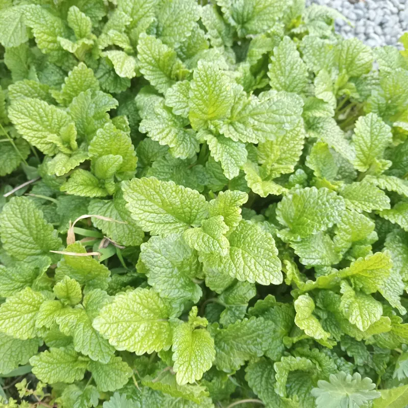Lemon Balm