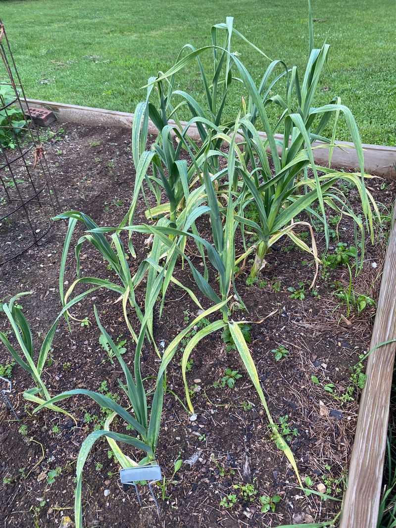 Fall Rains Reduce Your Watering Workload