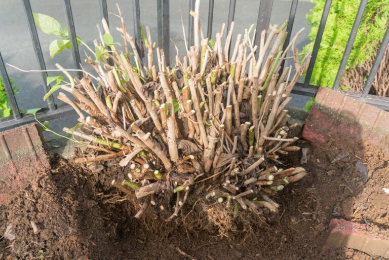 fall hydrangea dug up