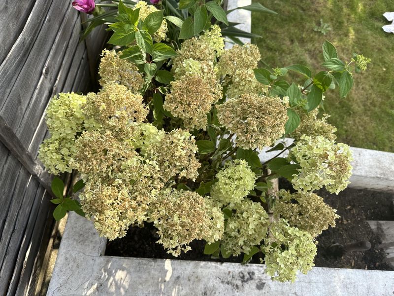 Stop Deadheading And Let Blooms Dry Naturally
