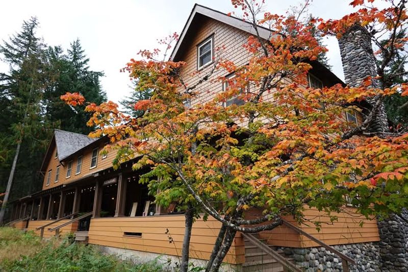 Vine Maple (Acer circinatum)
