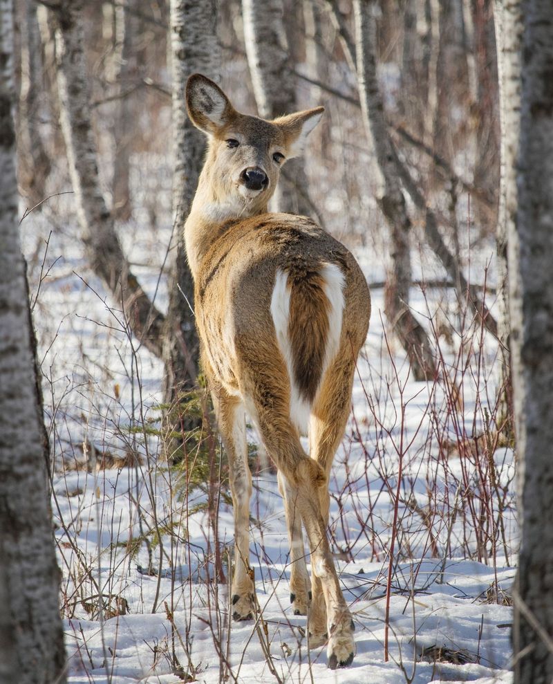 Columbian White-Tailed Deer