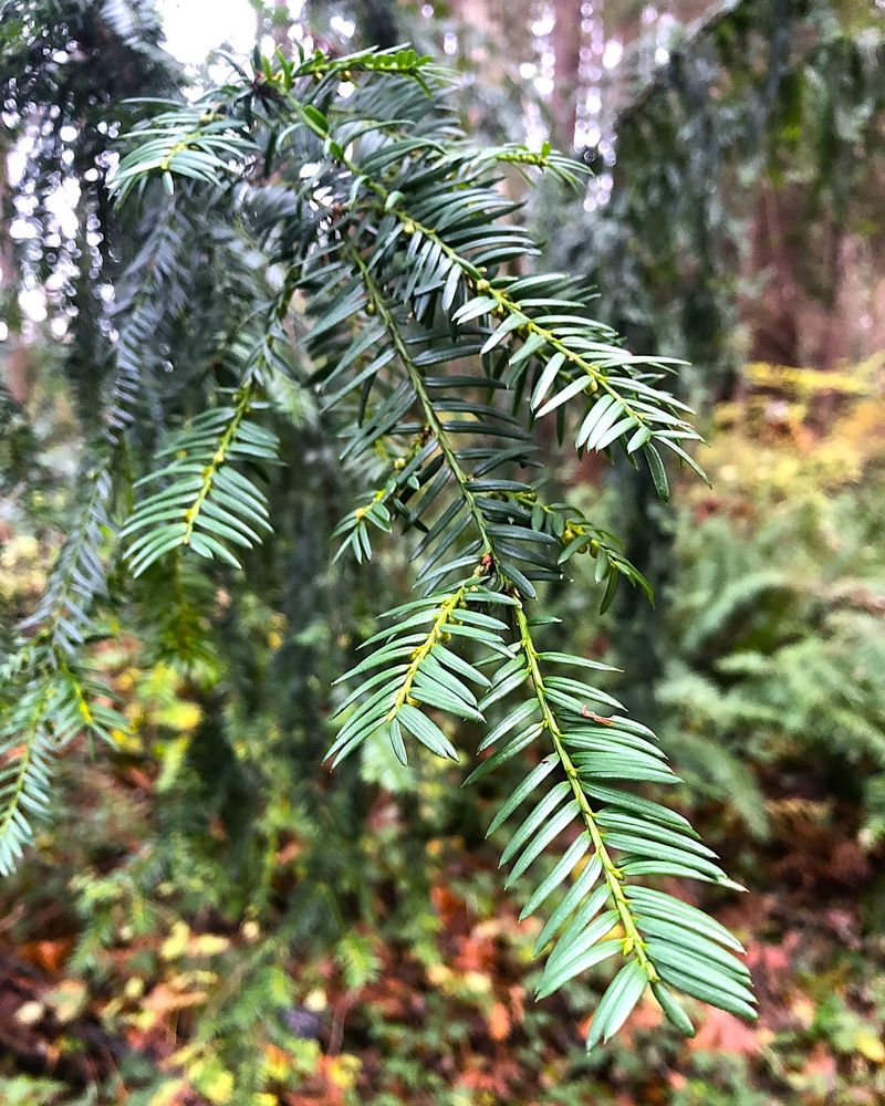 Pacific Yew