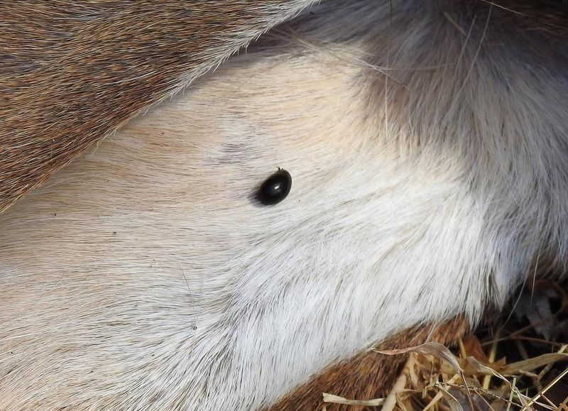 Ivy-Covered Areas Require Extra Tick Checks