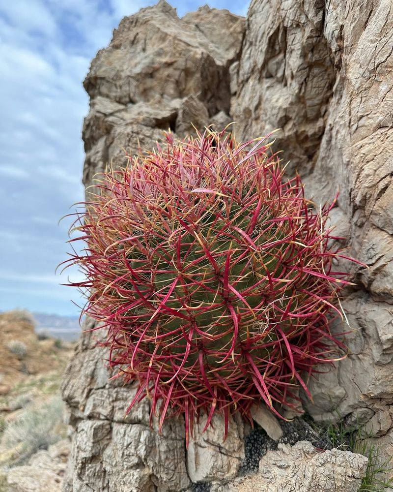 Barrel Cactus