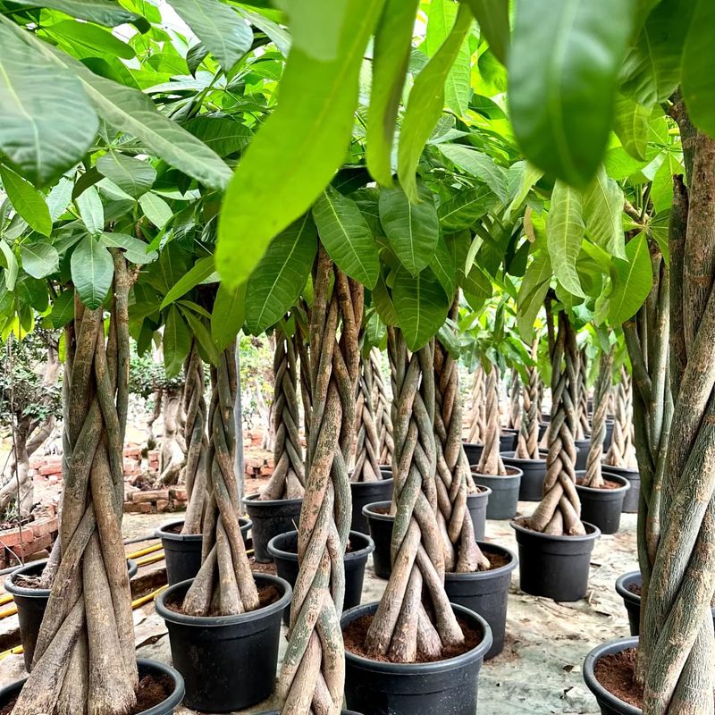 Braided Trunks Are Human-Made Art