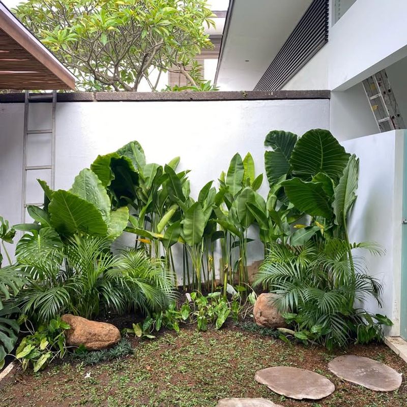 Tropical Plants