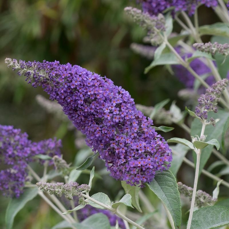 Butterfly Bush