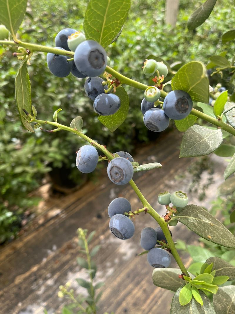 Blueberries