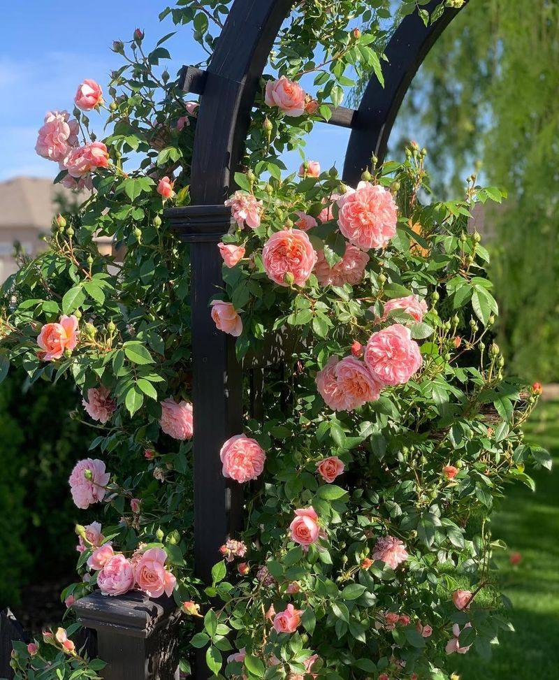 Climbing Roses