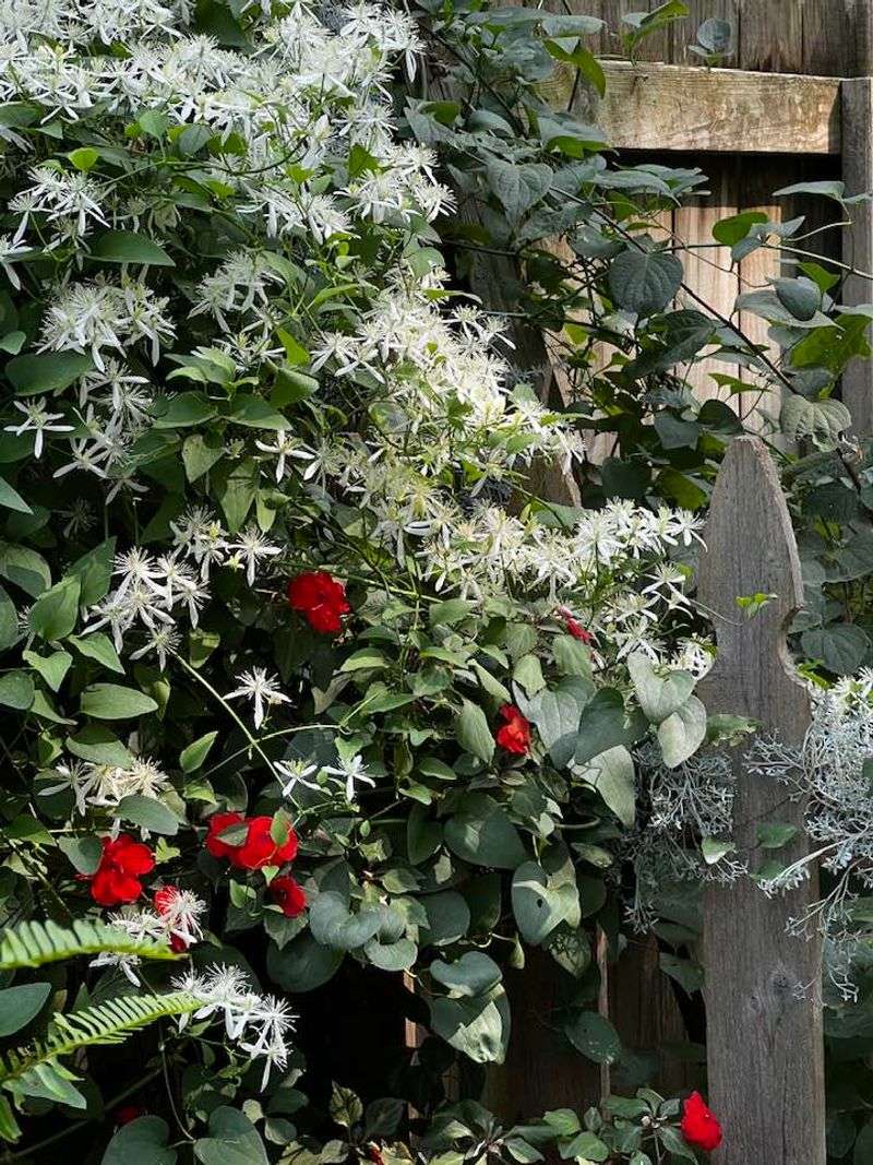 Clematis Vines