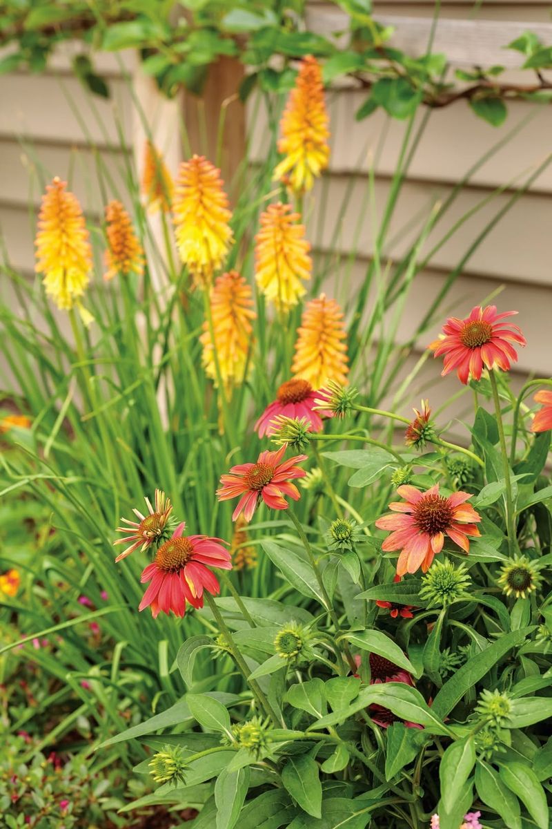Perennial Flowers