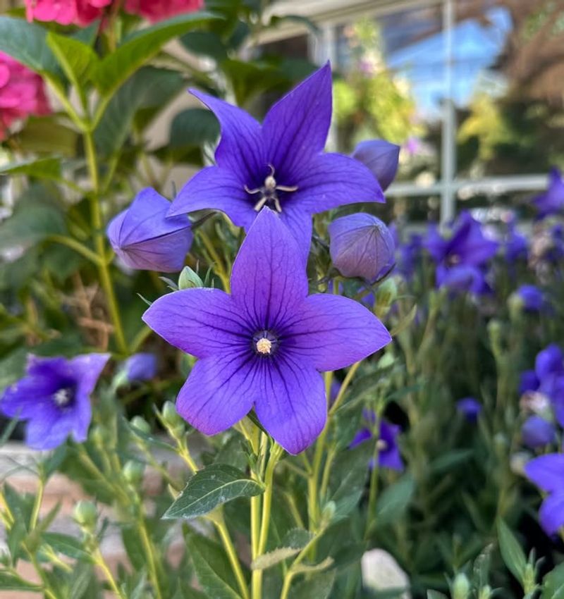 Balloon Flower