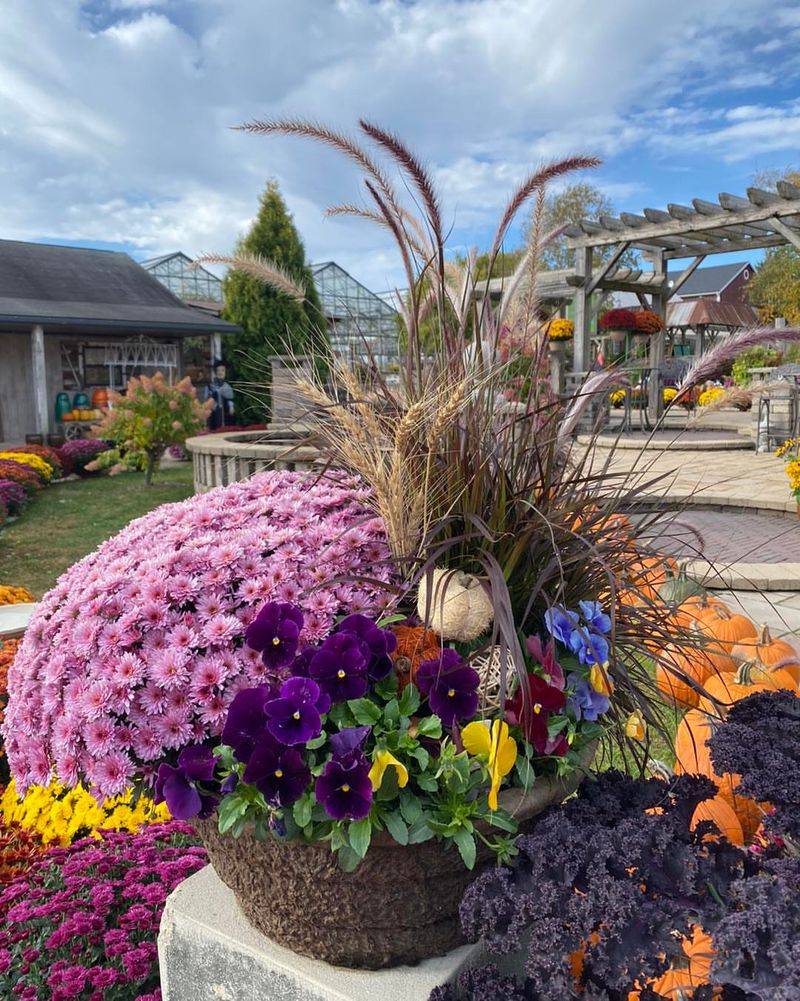 Purple Fountain Grass