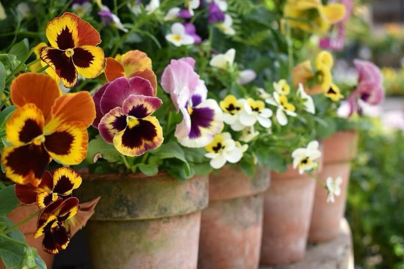Pansies