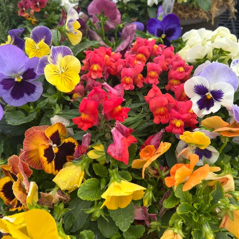 Pansies